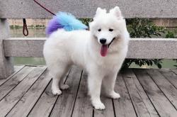 爱游戏-基耶萨一锤定音，巴西强压突尼斯显冠军相